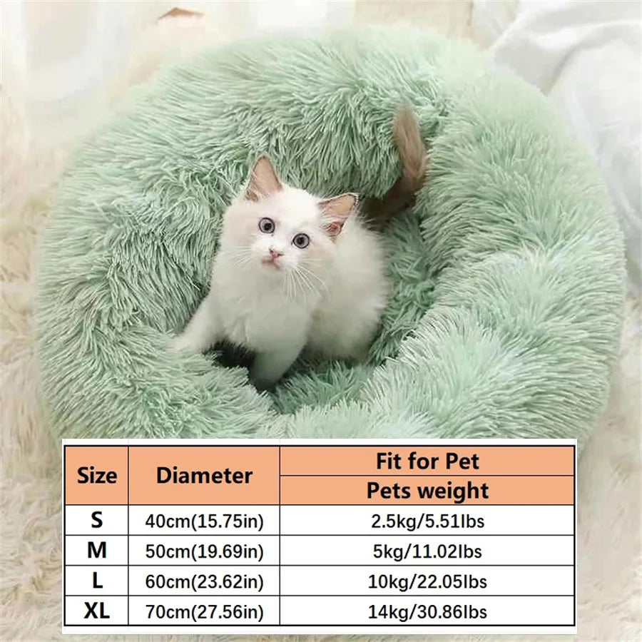 White kitten sitting in a green donut pet bed above the size and pet weight table